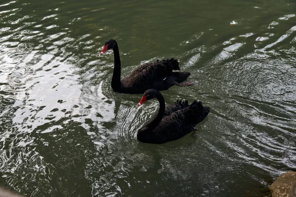 nature, ecology, organic concept - black swan on the pond