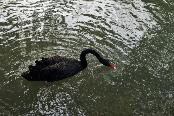 nature, ecology, organic concept - black swan on the pond