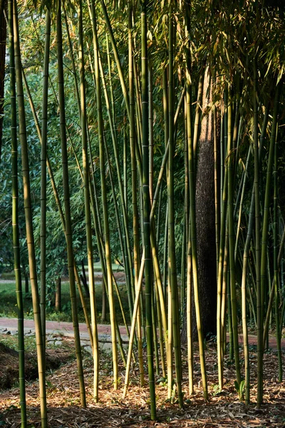 nature, ecology, environment concept - view of bamboo forest