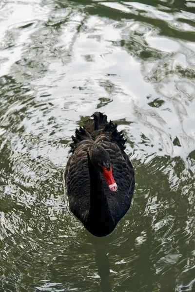 nature, ecology, organic concept - black swan on the pond