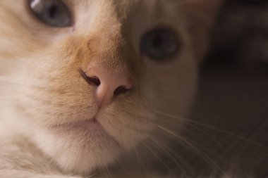 Bir kedinin burnu ve ağzı, yakın plan. Pembe burunlu güzel bir kedi..