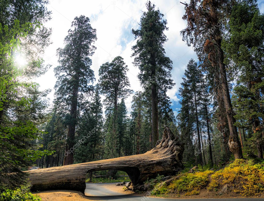 Classic panoramic view of famous Tunnel Log with Crescent Meadow Road and mammoth redwoods in Giant Sequoia Forest on a beautiful moody cloudy day, Sequoia National Park, California, USA