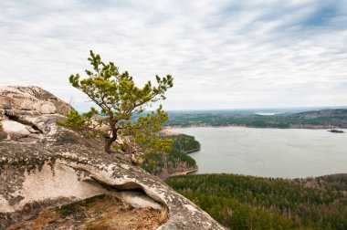 Gölün üstündeki kayalıklarda çam.