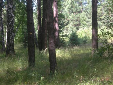 Şehirden yarım saat uzaktayız ve kendimizi doğanın güzel bir köşesinde buluyoruz..