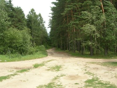 Şehrimizin kenar mahallelerindeki orman..