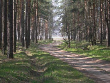 Nehre giden orman yolu..