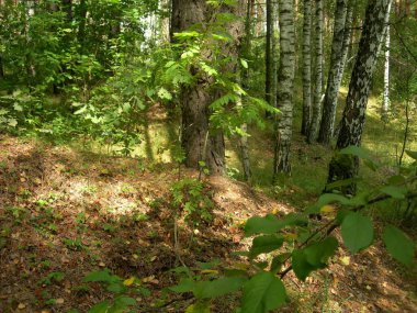 Sonbahar Ormanında Hafta Sonu.