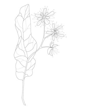 Çizim - ıhlamur, güzel dövme, ince çizgiler, en az, renk değil, siyah ve beyaz net resim