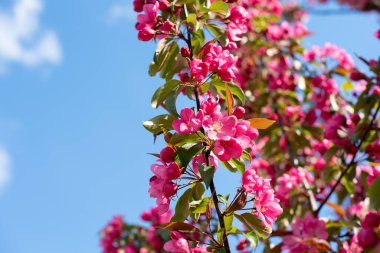 Mavi arkaplanda pembe sakura çiçeği Ağaç dalında güzel çiçekler