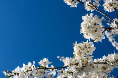 Mavi gökyüzü arka planında kiraz çiçekleri