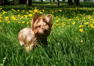 Yorkshire Teriyeri yeşil çimlerin arka planında. Köpek on iki yaşında.