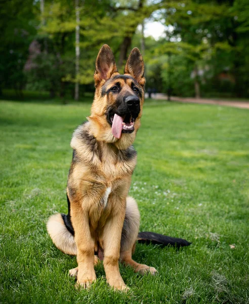 Pastor Alemán Sobre Fondo Hierba Verde Perro Tiene Cuatro Meses —  Fotos de Stock