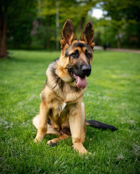 Pastor Alemán Sobre Fondo Hierba Verde Perro Tiene Cuatro Meses —  Fotos de Stock