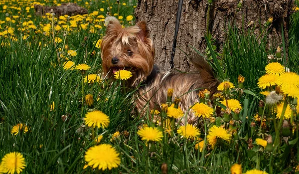 Yorkshire Terrier Zöld Hátterében Kutya Éves — Stock Fotó