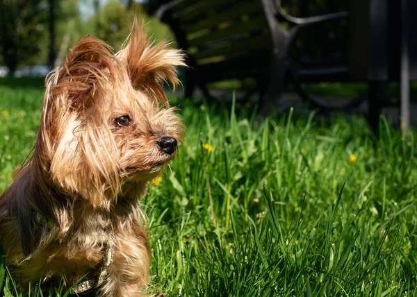 Yorkshire Terrier Sur Fond Herbe Verte Chien Douze Ans — Photo