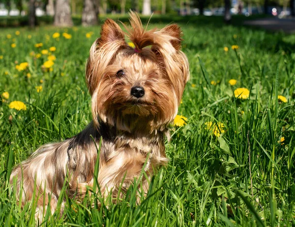 Yorkshire Terrier Sobre Fondo Hierba Verde Perro Tiene Doce Años —  Fotos de Stock