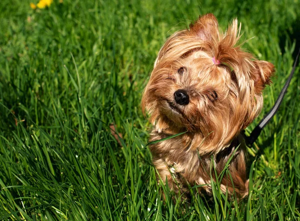 Yorkshire Terrier Sobre Fondo Hierba Verde Perro Tiene Doce Años —  Fotos de Stock
