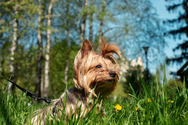 Yorkshire Terrier Zöld Hátterében Kutya Éves — Stock Fotó