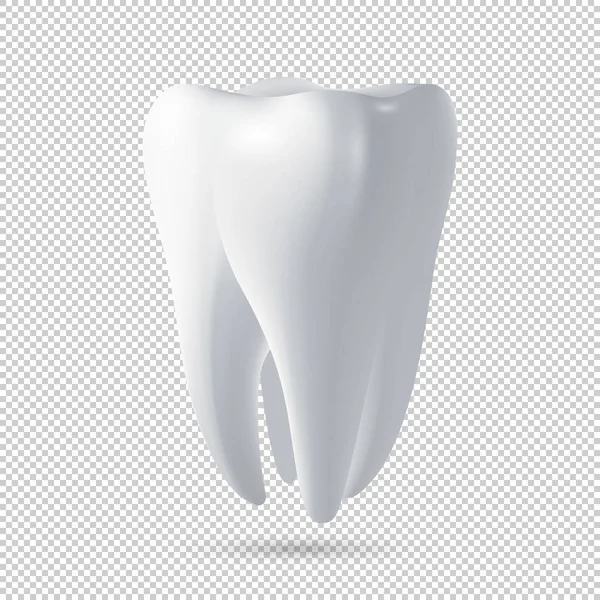 Realistic vector human tooth icon. Design template. — Stock Vector