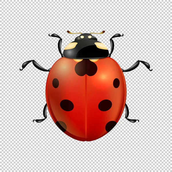 Vector close-up realistische lieveheersbeestje insect pictogram geïsoleerd. Ontwerpsjabloon van voorjaar symbool. — Stockvector