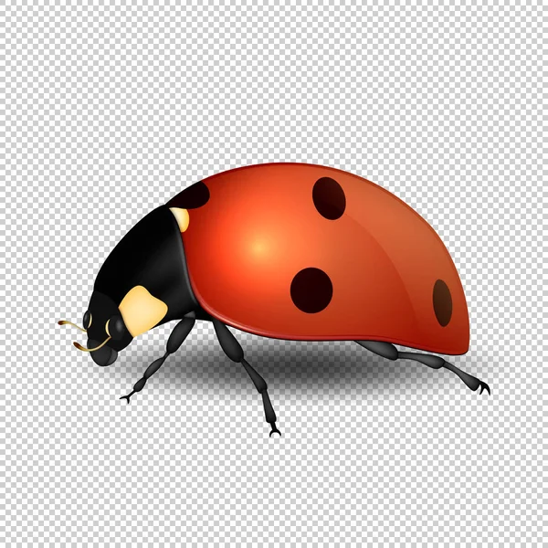 Vector close-up ícone de inseto joaninha realista isolado. Modelo de design de símbolo de mola . — Vetor de Stock