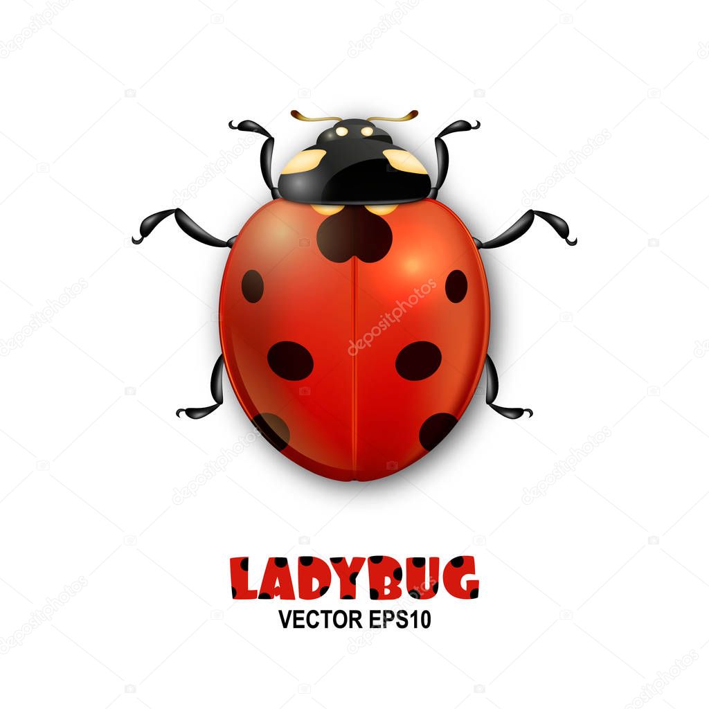 Download Vector close-up realistic ladybug insect icon isolated on ...