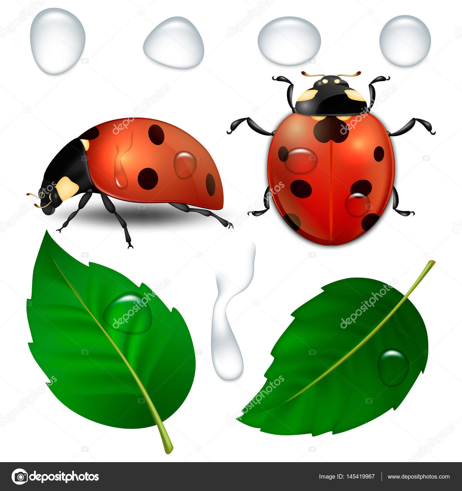 Vetor close-up joaninhas realistas, gotas de água e folhas isoladas. Modelo  de design, cliparts de ícones de símbolo de mola. EPS10 . Vetor de  ©Gomolach 145419967, image size:1600x1700