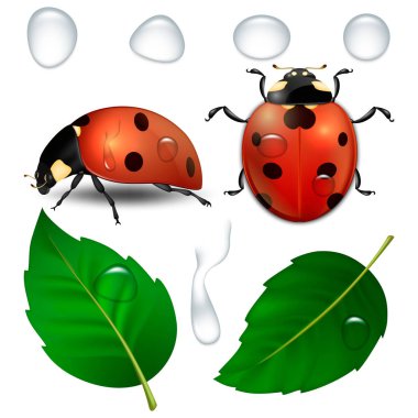 Vektör yakın çekim gerçekçi ladybugs, su damlaları ve izole bırakır. Tasarım şablonu, cliparts bahar sembol simgeler. Eps10.
