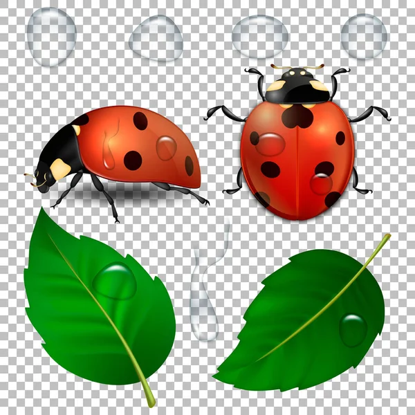 Vettore close-up realistico coccinelle, gocce d'acqua e foglie isolate. Modello di design, clipart di icone simbolo della primavera. EPS10 . — Vettoriale Stock