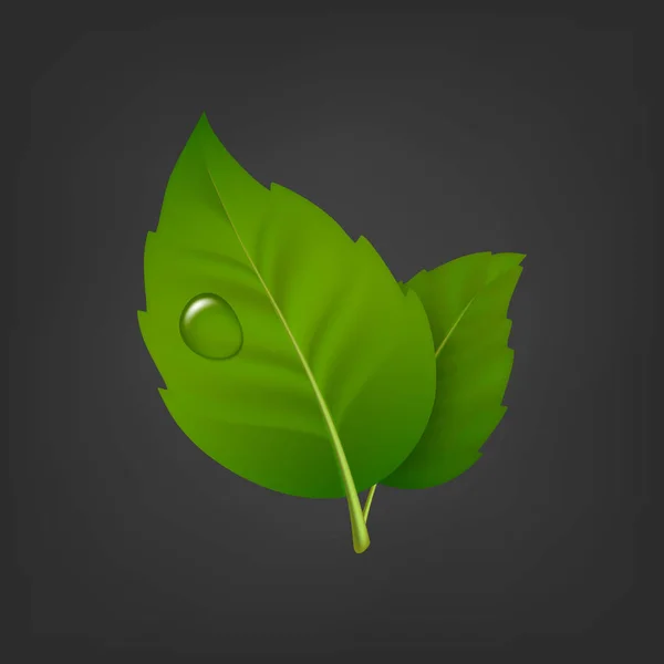 Fondo vectorial con par de hojas verdes y gota de rocío. Icono realista, plantilla de diseño en EPS10 . — Vector de stock