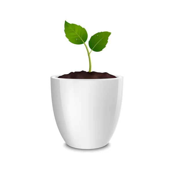 Conceito de crescimento vetorial. Modelo de design de ícone realista do broto em um vaso de flores brancas, isolado no fundo branco. EPS10 . — Vetor de Stock