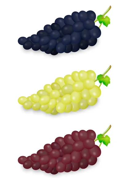 Realista vector azul, verde y rojo racimo de uvas conjunto aislado sobre fondo blanco. Plantilla de diseño en EPS10 . — Vector de stock