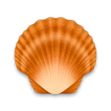 Vektör 3d Gerçekçi Kahverengi Kapalı Deniz Kabuğu İnci Deniz Kabuğu Kapanması Beyaz Arkaplan 'da izole edildi. Tasarım Şablonu. Üst Görünüm