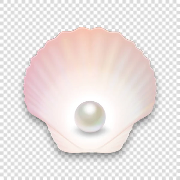 Vector 3d Realistische Natural Open Half Shell met Pearl Close-up Geïsoleerd op transparante achtergrond. Bovenaanzicht — Stockvector