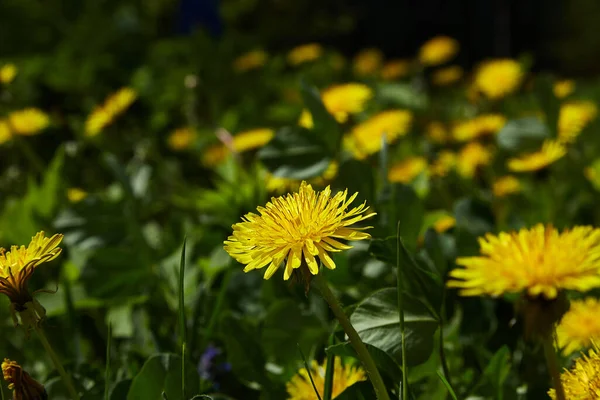 Champ Pissenlit Jaune Aiguisé Par Centre Image Tout Est Flou — Photo