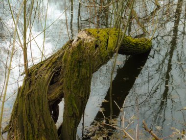 Yeşil yosun kaplı ağaç gövdesi suya düştü.