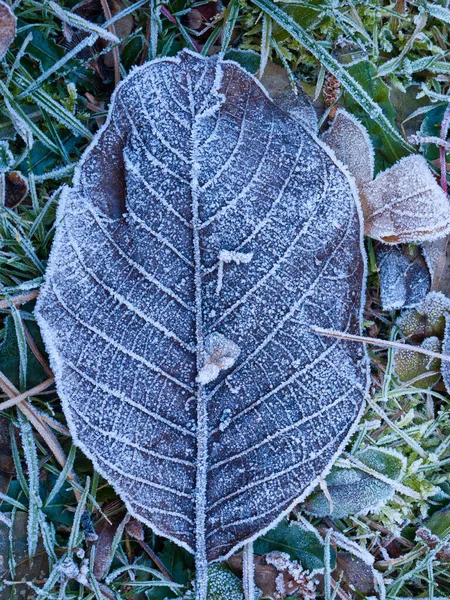 Foglia Scura Autunnale Coperta Gelo — Foto Stock