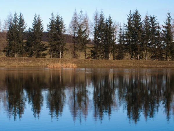 Göletteki Bir Sıra Ağacın Ayna Görüntüsü — Stok fotoğraf