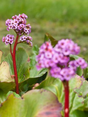  Çiçek açan arka planda Bergen çiçeğinin yakın plan görüntüsü