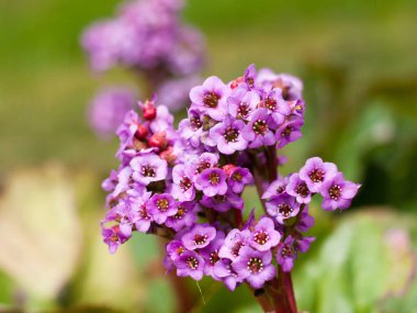  Çiçek açarken bahçede bir Bergen çiçeğinin yakın çekimi.