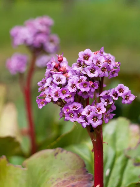Close Bergen Flower Garden Flowering — Stock Photo, Image