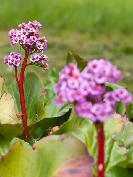 Çiçek açarken bahçede bir Bergen çiçeğinin yakın çekimi.