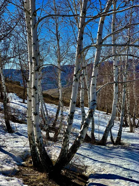 Görkemli Ural Dağları 'nın bozkırının yamacındaki huş ağacı ormanı.