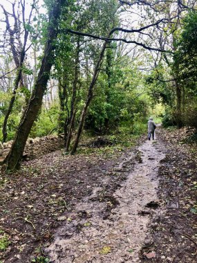 Woodland with road winding through. Swanage, UK clipart