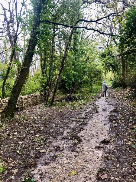 Yol kıvrımlı Woodland. Swanage, İngiltere