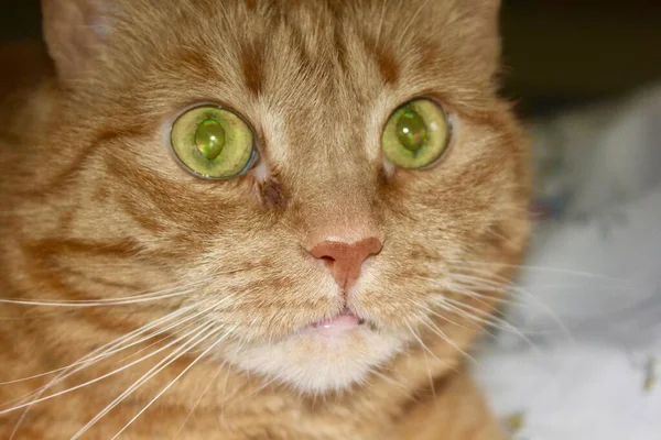 Leuke Rode Kat Met Groene Ogen Een Natte Neus — Stockfoto