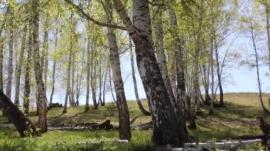 Bahar güneşi huş ağaçlarının tacını delip geçer.