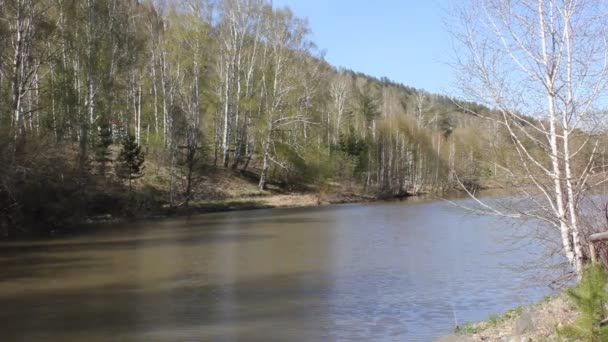 ウラル山脈の間の穏やかな山の川 — ストック動画