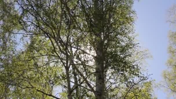 Le soleil du printemps brise les couronnes des bouleaux — Video