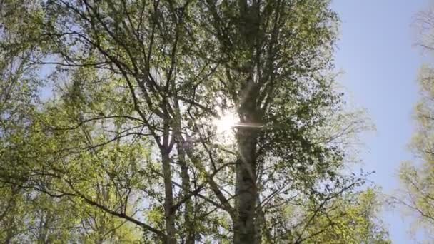 Il sole primaverile squarcia le corone delle betulle — Video Stock